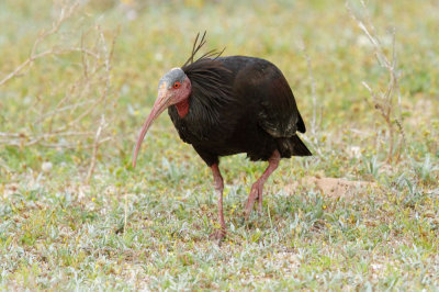 Bald Ibis, near Tamri, 5 April 2015 -3931.jpg