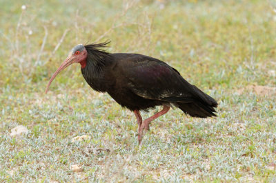 Bald Ibis, near Tamri, 5 April 2015 -3933.jpg