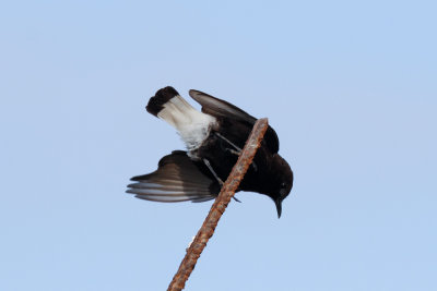 Bklack Wheatear, Cap Rhir, 6 April 2015 -8726.jpg