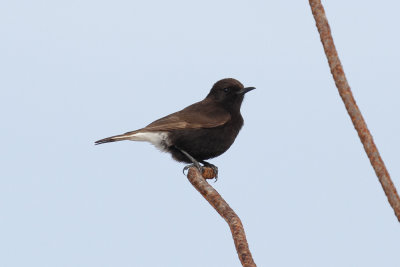 Bklack Wheatear, Cap Rhir, 6 April 2015 -8747.jpg