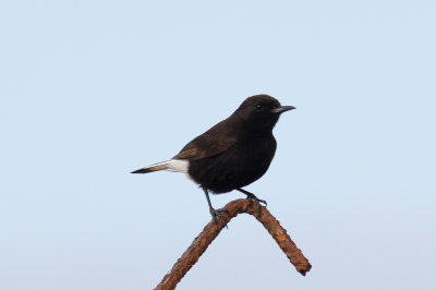 Bklack Wheatear, Cap Rhir, 6 April 2015 -8758.jpg