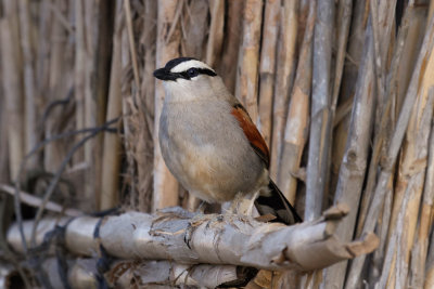 Black-crowned Tchagra, Oued Massa, 6 April 2015-9006.jpg