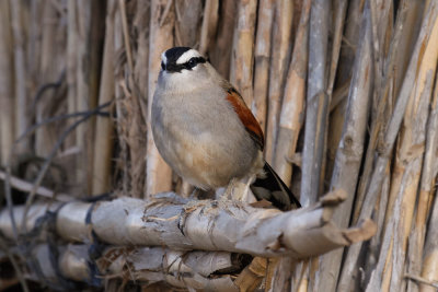 Black-crowned Tchagra, Oued Massa, 6 April 2015-9007.jpg