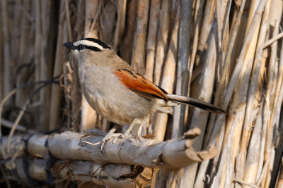 Black-crowned Tchagra, Oued Massa, 6 April 2015-9012.jpg