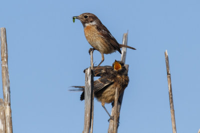 European Stonechat, Oued Massa, 6 April 2015-8971.jpg