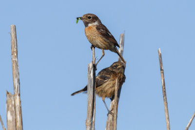 European Stonechat, Oued Massa, 6 April 2015-8974.jpg