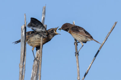 European Stonechat, Oued Massa, 6 April 2015-8976.jpg