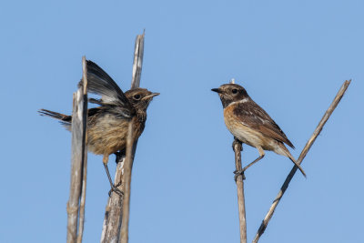 European Stonechat, Oued Massa, 6 April 2015-8978.jpg