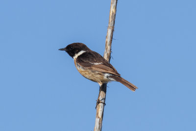 European Stonechat, Oued Massa, 6 April 2015-8991.jpg