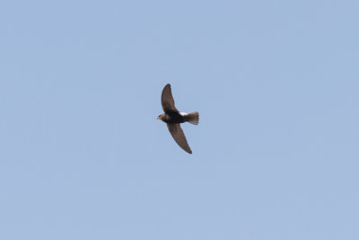 Little Swift, Sidi Bibi, 6 April 2015-8873.jpg