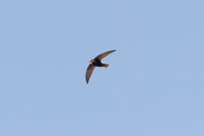 Little Swift, Sidi Bibi, 6 April 2015-8877.jpg