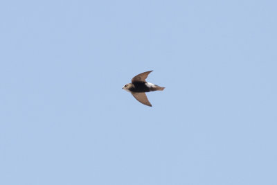 Little Swift, Sidi Bibi, 6 April 2015-8881.jpg