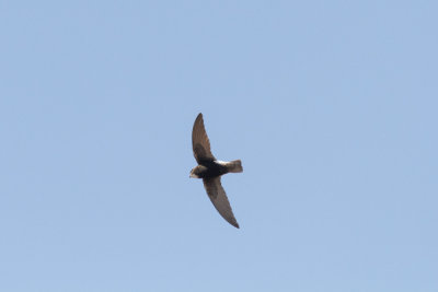 Little Swift, Sidi Bibi, 6 April 2015-8883.jpg