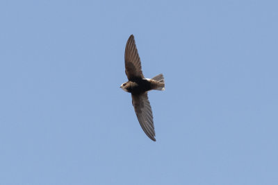 Little Swift, Sidi Bibi, 6 April 2015-8931.jpg