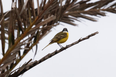 Ashy-headed Wagtail, Oued Massa, 7 April 2015-9207.jpg