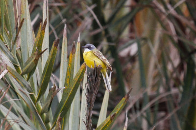 Ashy-headed Wagtail, Oued Massa, 7 April 2015-9212.jpg