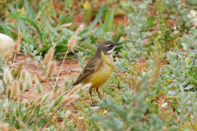 Ashy-headed Wagtail, Oued Massa, 7 April 2015-9215.jpg