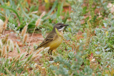 Ashy-headed Wagtail, Oued Massa, 7 April 2015-9217.jpg