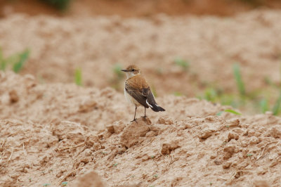 Black-eared Wheatear, Oued Massa, 7 April 2015-9144.jpg