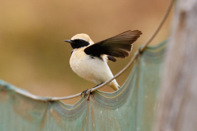 Black-eared Wheatear, Oued Massa, 7 April 2015-9171.jpg