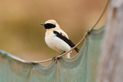 Black-eared Wheatear, Oued Massa, 7 April 2015-9172.jpg