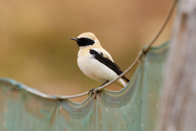 Black-eared Wheatear, Oued Massa, 7 April 2015-9174.jpg