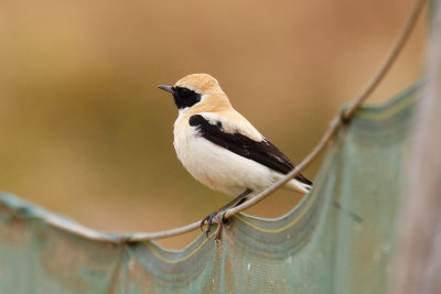 Black-eared Wheatear, Oued Massa, 7 April 2015-9176.jpg