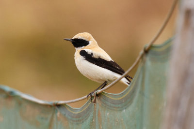 Black-eared Wheatear, Oued Massa, 7 April 2015-9182.jpg