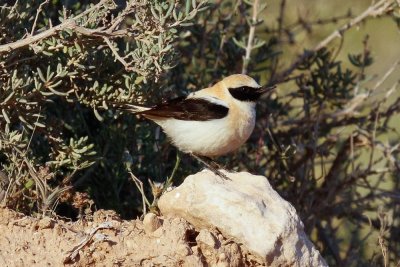 Black-eared Wheatear, Oued Massa, 7 April 2015-9705.jpg