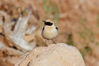 Black-eared Wheatear, Oued Massa, 7 April 2015-9711.jpg