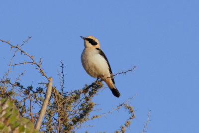 Black-eared Wheatear, Oued Massa, 7 April 2015-9726.jpg