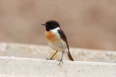 European Stonechat, Oued Massa, 7 April 2015-9250.jpg