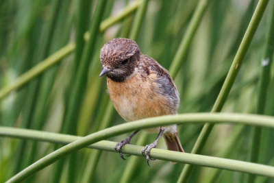 European Stonechat, Oued Massa, 7 April 2015-9306.jpg