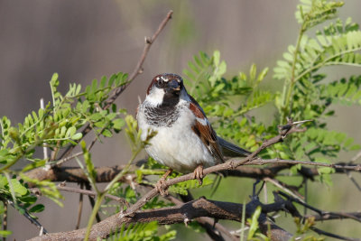 House Sparrow,  Oued Massa, 7 April 2015-9025.jpg