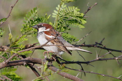 House Sparrow,  Oued Massa, 7 April 2015-9030.jpg