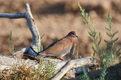 Laughing Dove, Oued Massa, 7 April 2015-9060.jpg