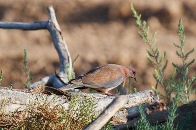 Laughing Dove, Oued Massa, 7 April 2015-9061.jpg