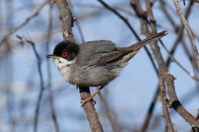 Sardinian Warbler, Oued Massa, 7 April 2015-9616.jpg