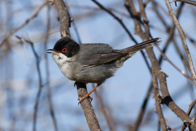 Sardinian Warbler, Oued Massa, 7 April 2015-9618.jpg