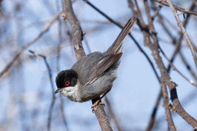 Sardinian Warbler, Oued Massa, 7 April 2015-9621.jpg