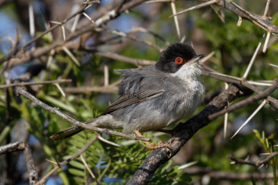 Sardinian Warbler, Oued Massa, 7 April 2015-9626.jpg