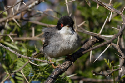 Sardinian Warbler, Oued Massa, 7 April 2015-9628.jpg