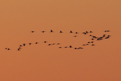 Spoonbills, Oued Massa, 7 April 2015-9738.jpg