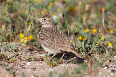 Thekla Lark, Oued Massa, 7 April 2015-9659.jpg