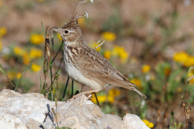 Thekla Lark, Oued Massa, 7 April 2015-9678.jpg