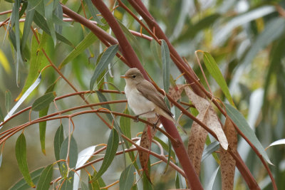 Western Olivaceous Warbler, Oued Massa, 7 April 2015-9294.jpg