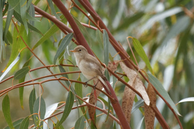 Western Olivaceous Warbler, Oued Massa, 7 April 2015-9299.jpg