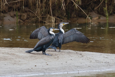 White-breasted Cormorant, Oued Massa, 7 April 2015-9183.jpg