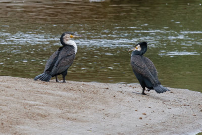 White-breasted Cormorant, Oued Massa, 7 April 2015-9197.jpg