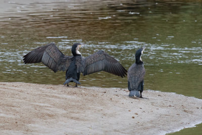 White-breasted Cormorant, Oued Massa, 7 April 2015-9198.jpg